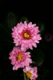 Chrysanthemum 'Anastasia' RCP10-09 009.jpg